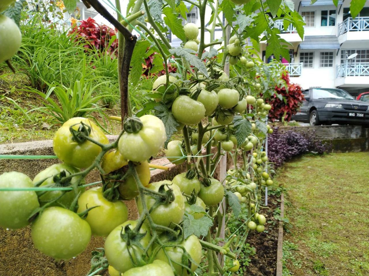 Apartamento Desa Anthurium Cameron Highlands Exterior foto